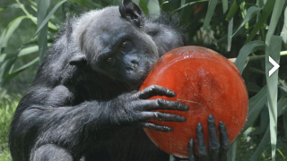Illustration for article titled Adorable Photos of Zoo Animals Eating Popsicles During Heatwave